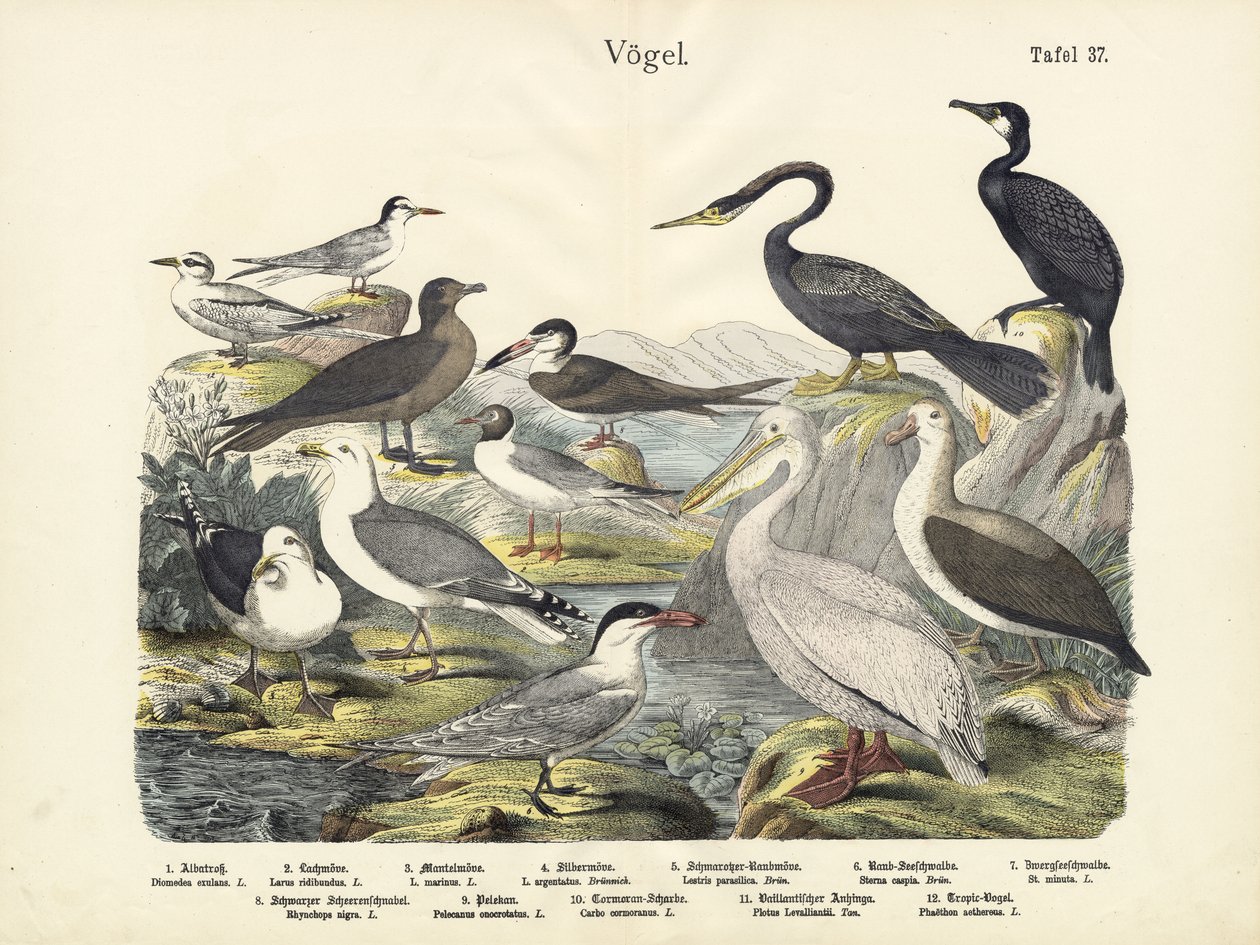 Vogels, ca. 1860 door German School