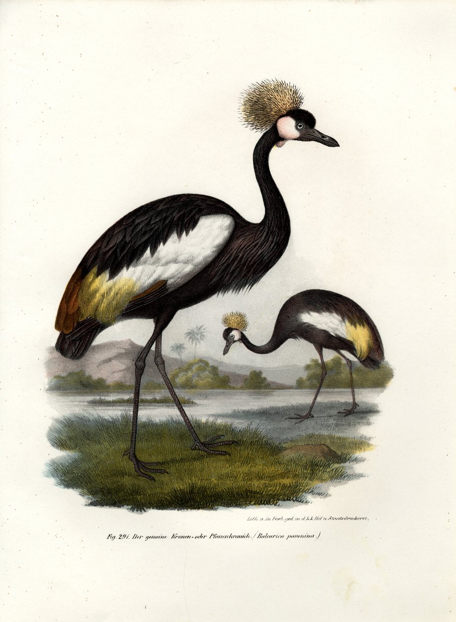 Zwarte Kroonkraanvogel, 1864 door German School