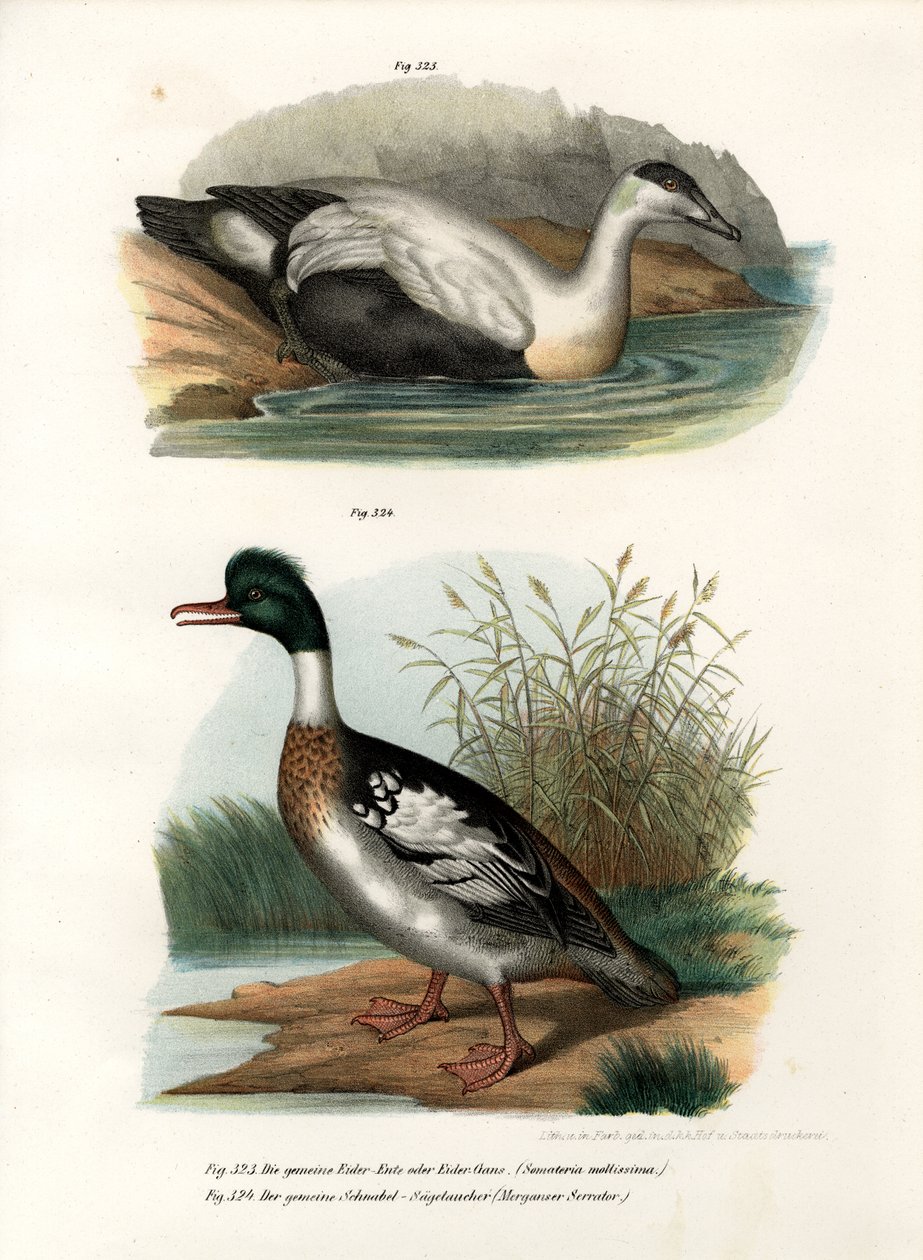 Eider, 1864 door German School