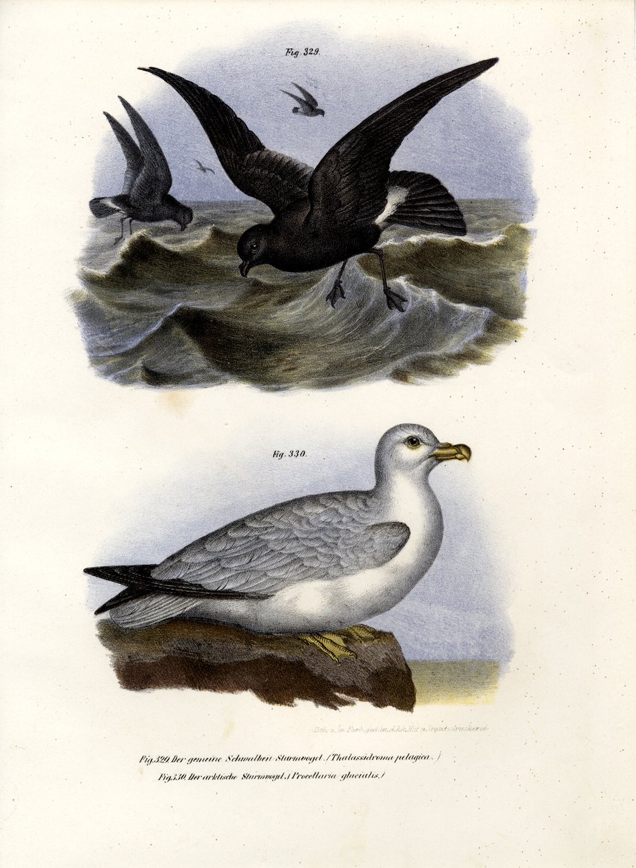 Stormvogeltje, 1864 door German School