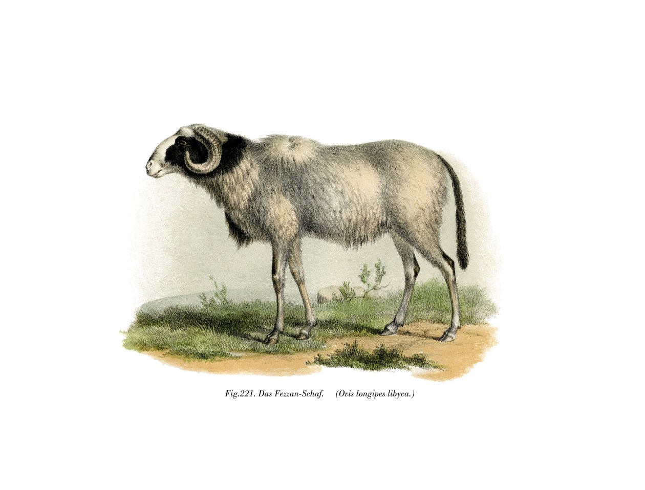 Fezzan-Schaap door German School
