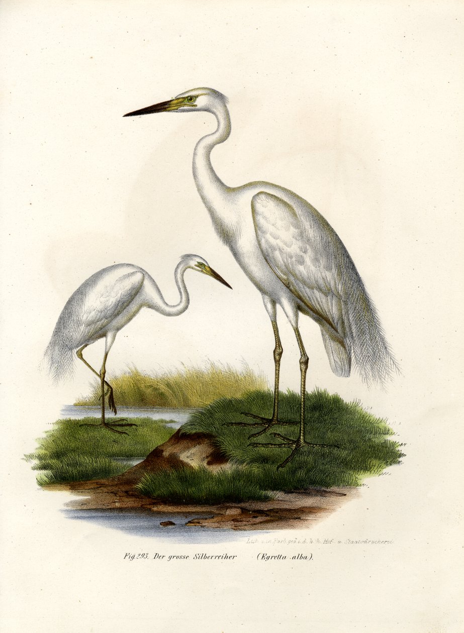 Grote Zilverreiger, 1864 door German School
