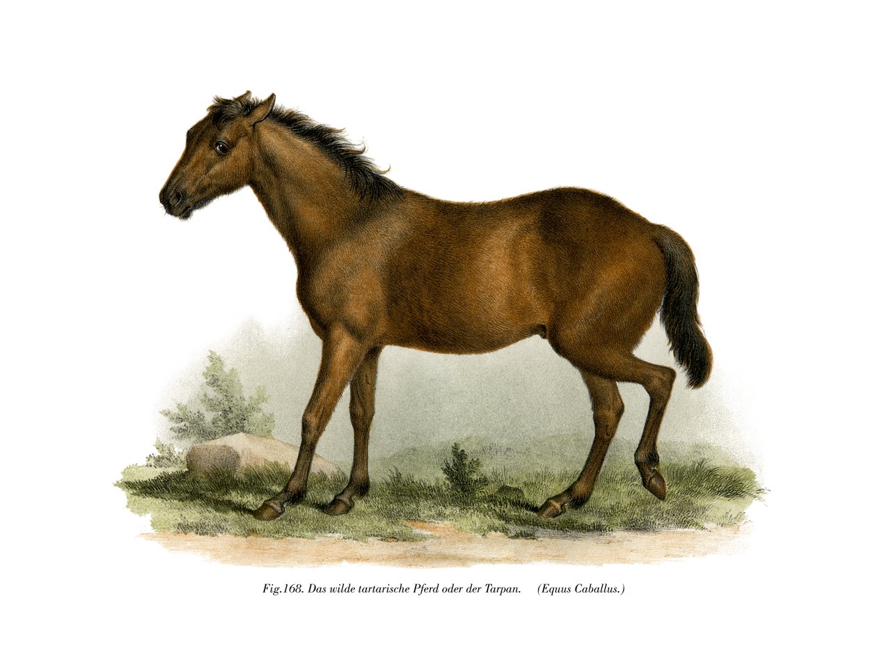Paard door German School