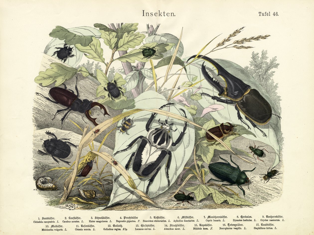 Insecten, ca. 1860 door German School