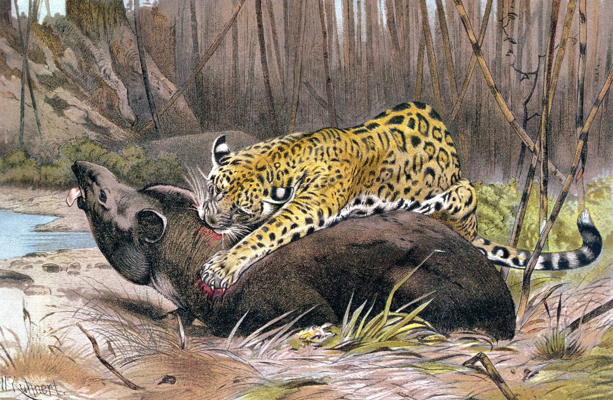 Jaguar, plaat uit Brehms Tierleben: Allgemeine Kunde des Tierreichs, vol.1, p.494, uitgegeven door Bibliographisches Institut, 1890 door German School