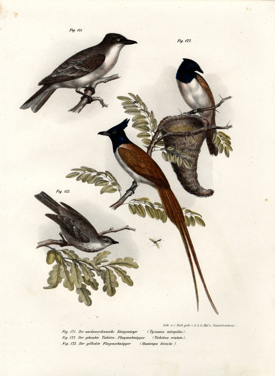 Koningsvogel, 1864 door German School