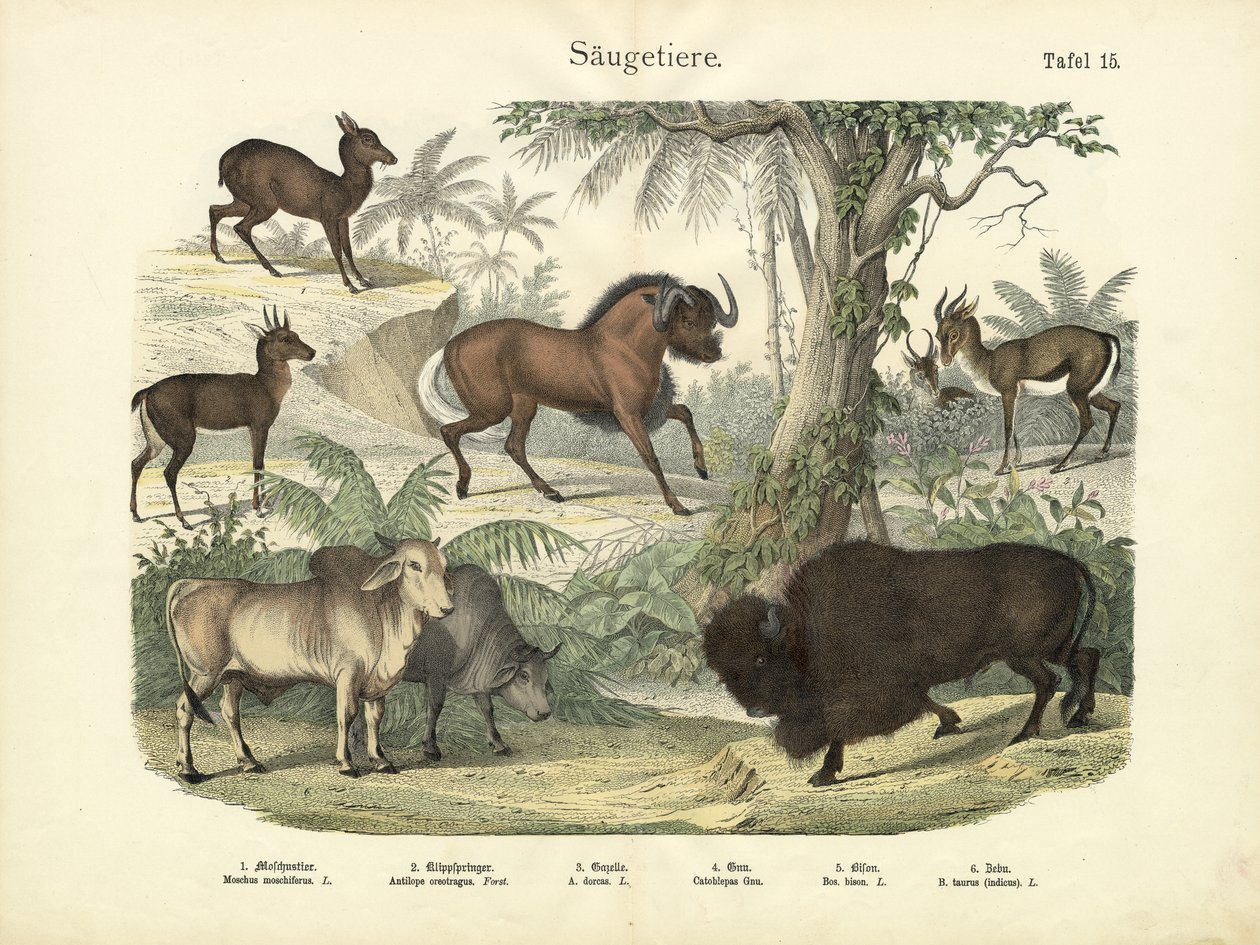 Zoogdieren, ca. 1860 door German School
