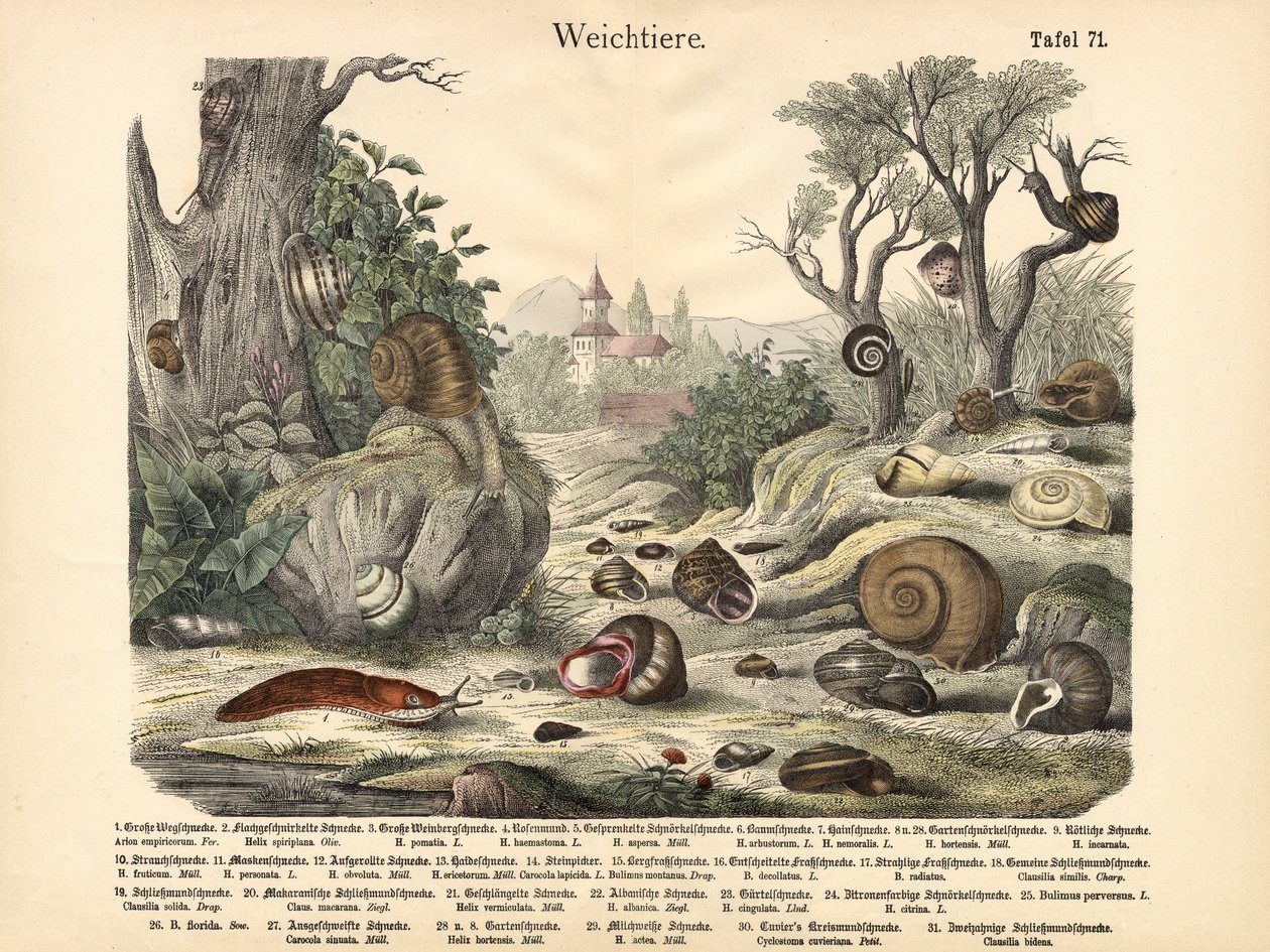 Weekdieren, ca. 1860 door German School