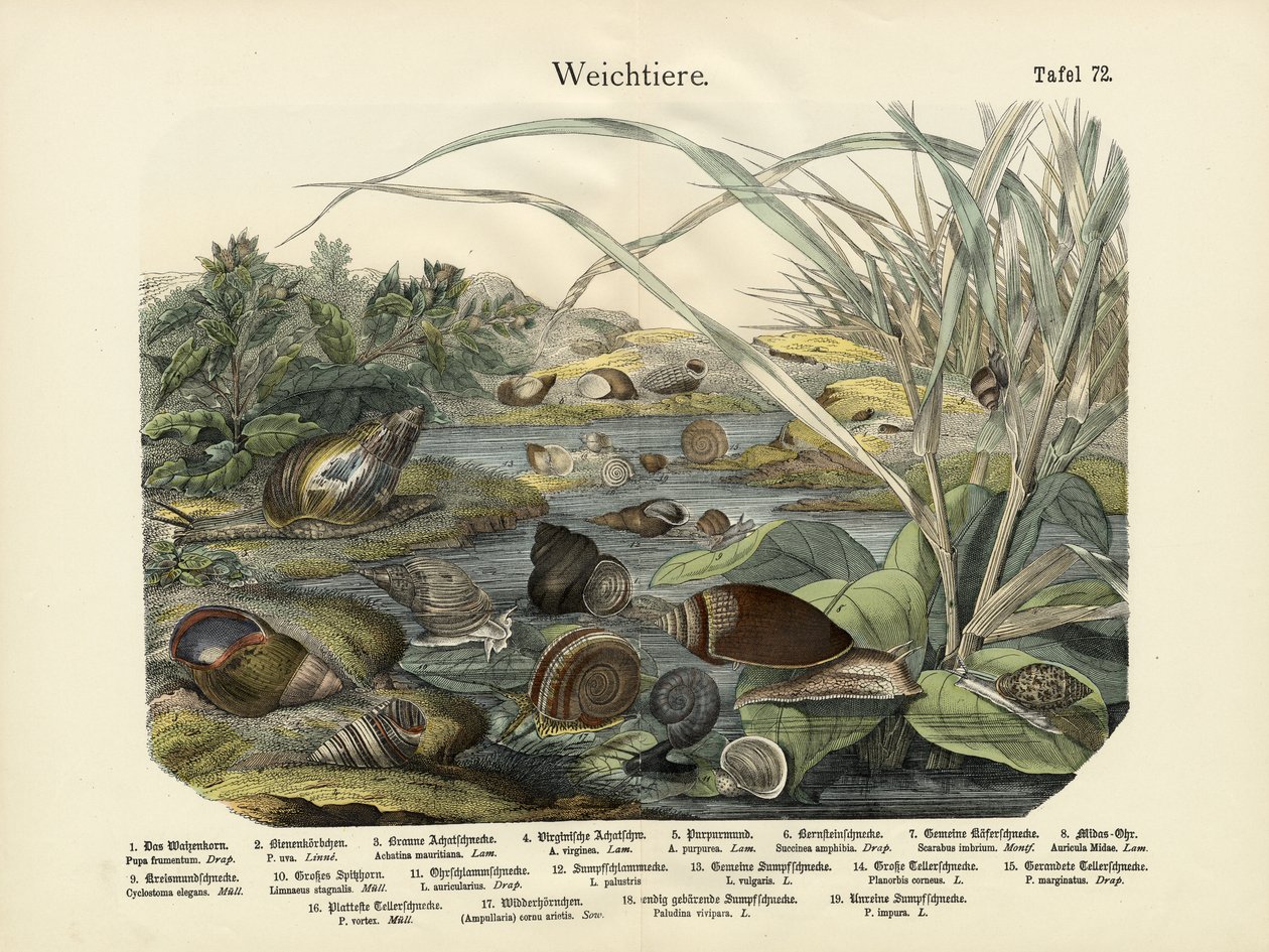 Weekdieren, ca. 1860 door German School