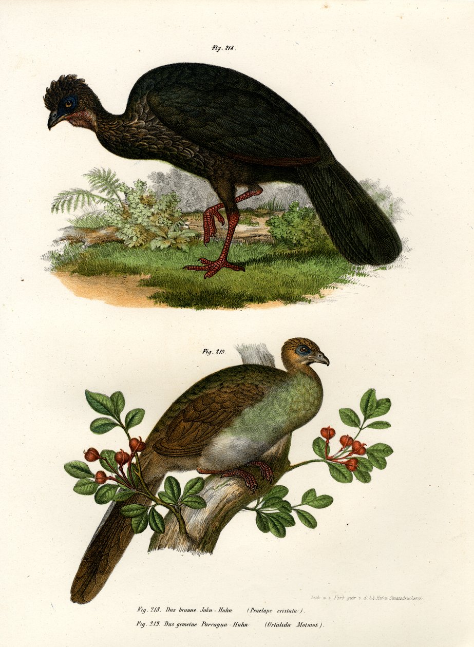 Paarse Guan, 1864 door German School