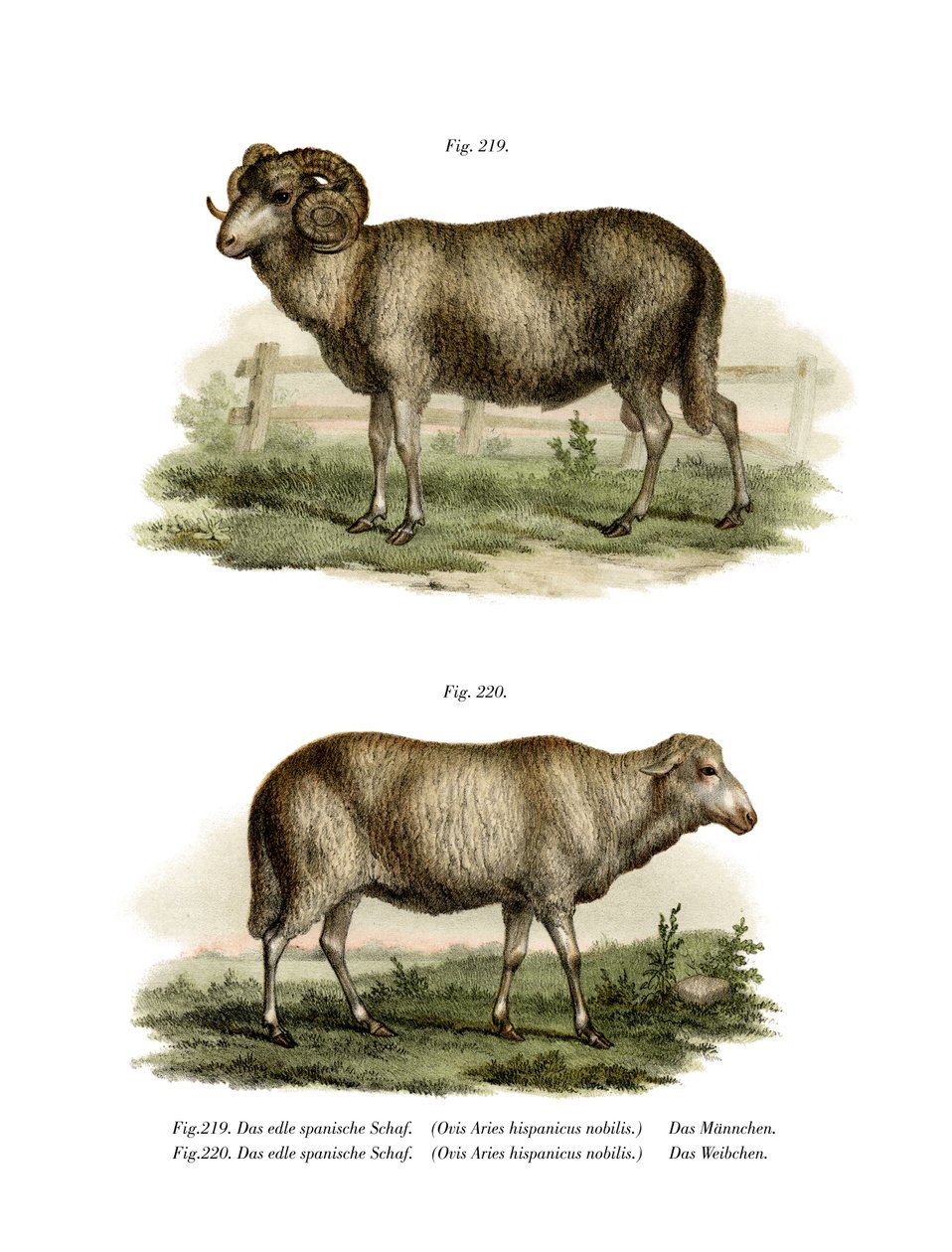 Spaans Schaap door German School