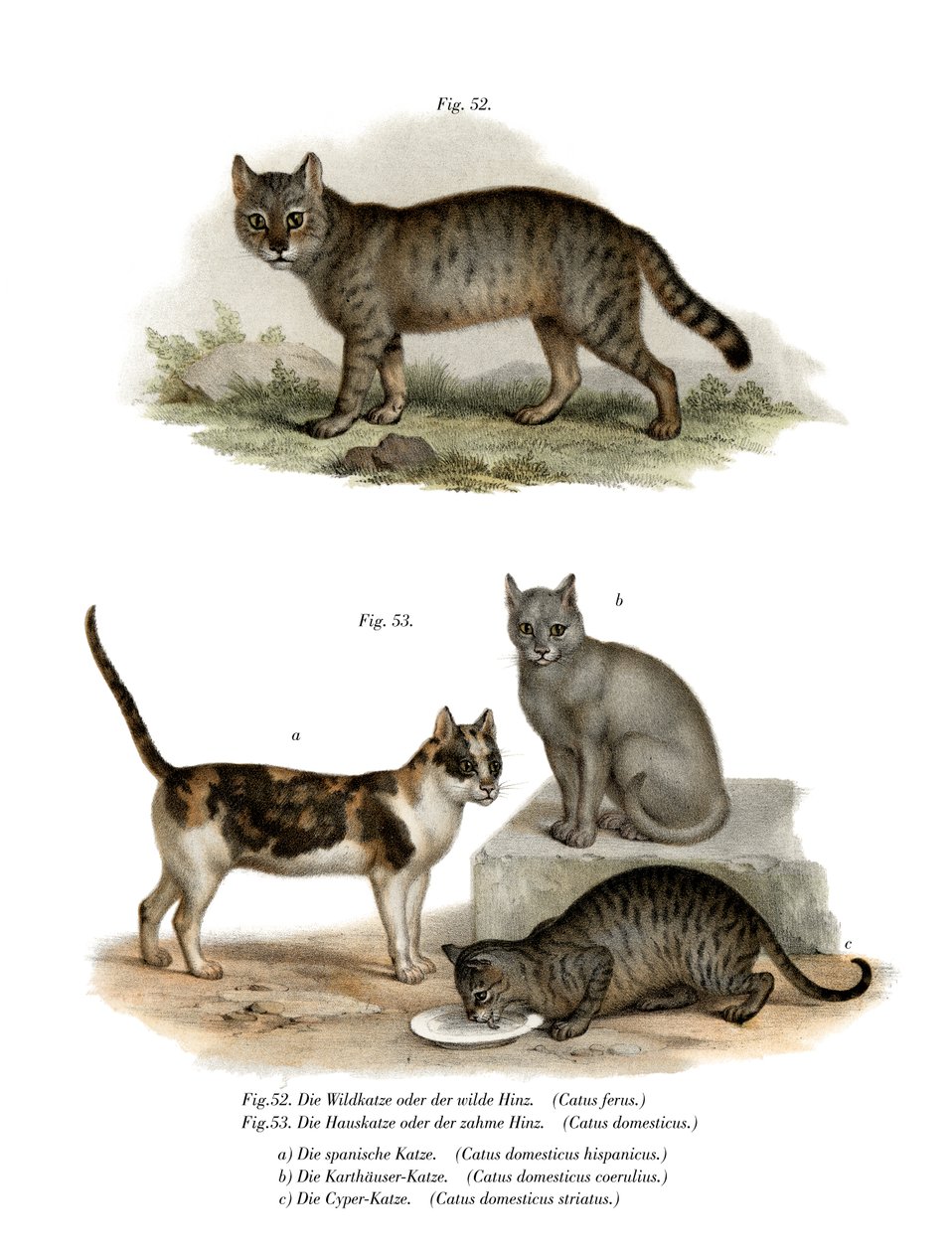 Wilde kat, 1860 door German School