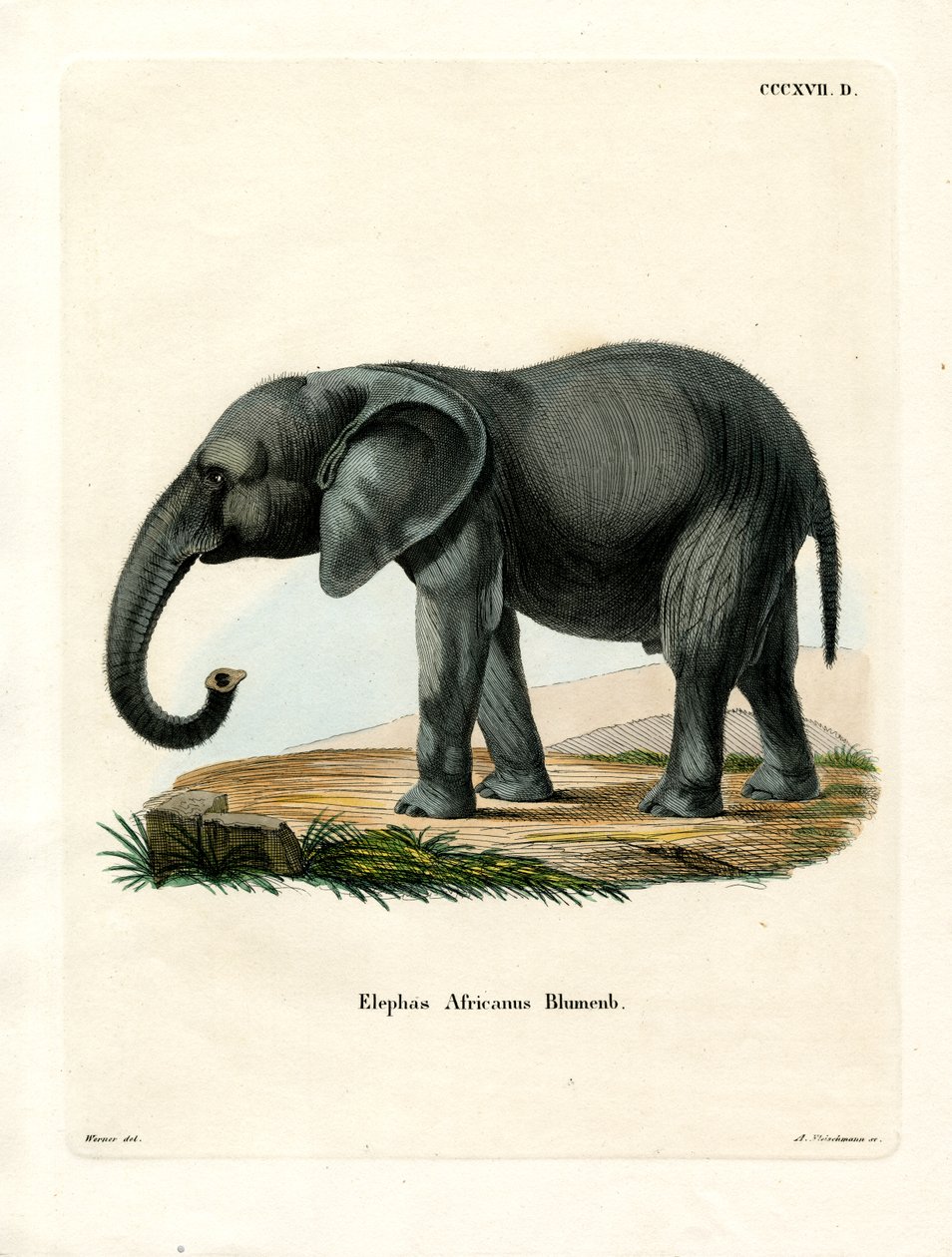 Afrikaanse olifant door German School