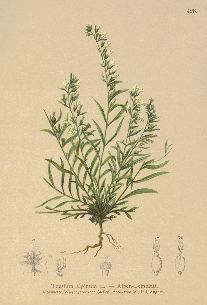 Alpen Bastard Toadflax (Thesium alpinum) door German School