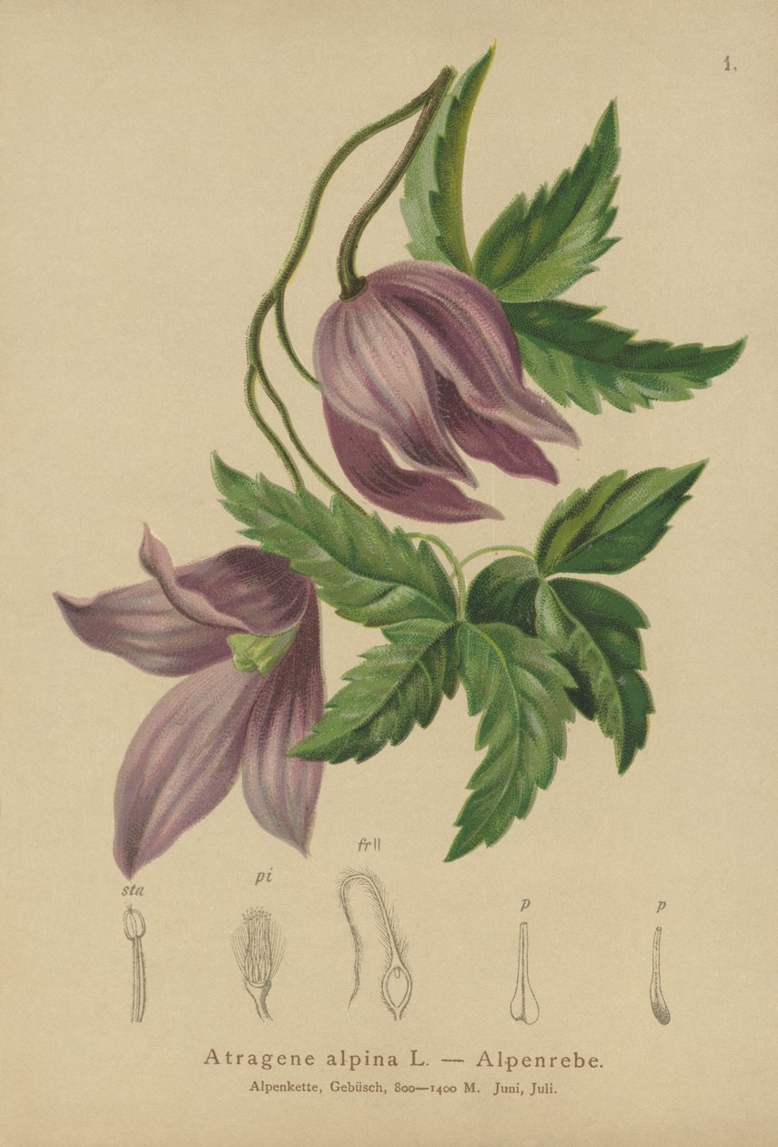 Alpenbosrank (Atragene alpina, Clematis alpina) door German School