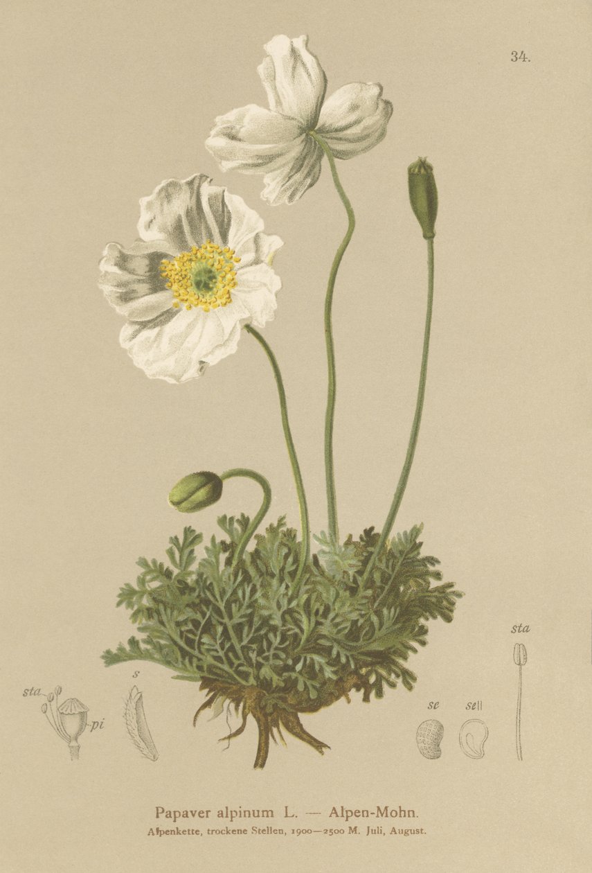 Alpen Papaver door German School