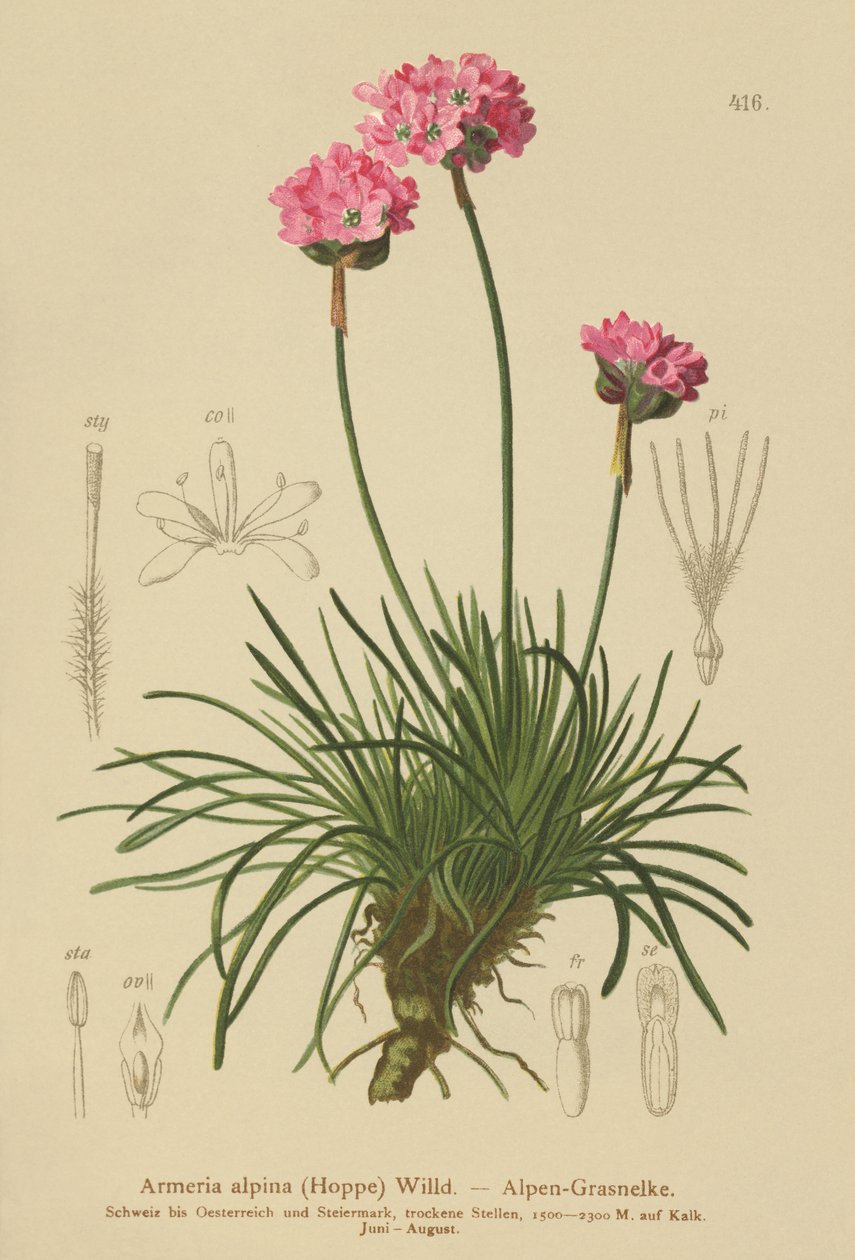 Alpen Engels gras (Armeria alpina) door German School
