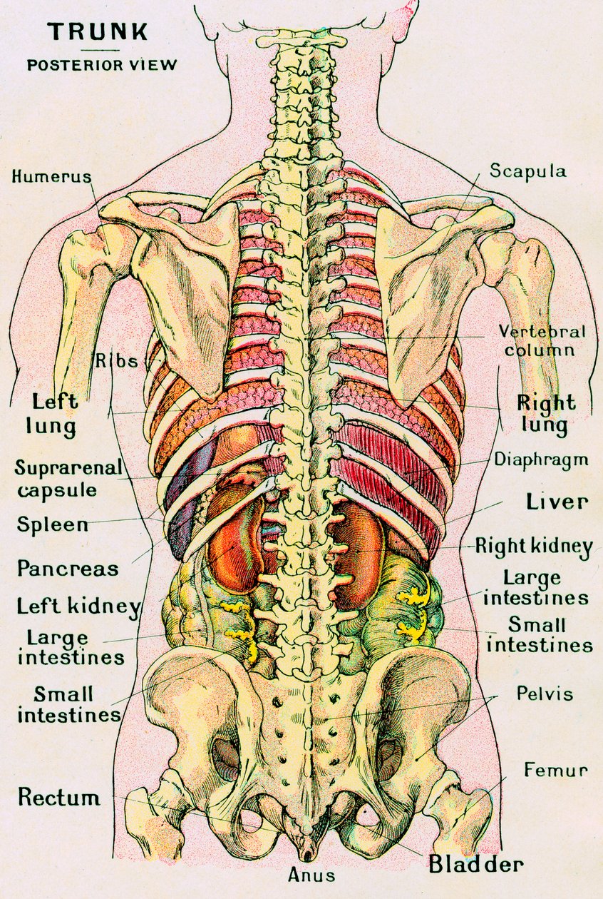 Anatomisch zicht op de menselijke torso door German School