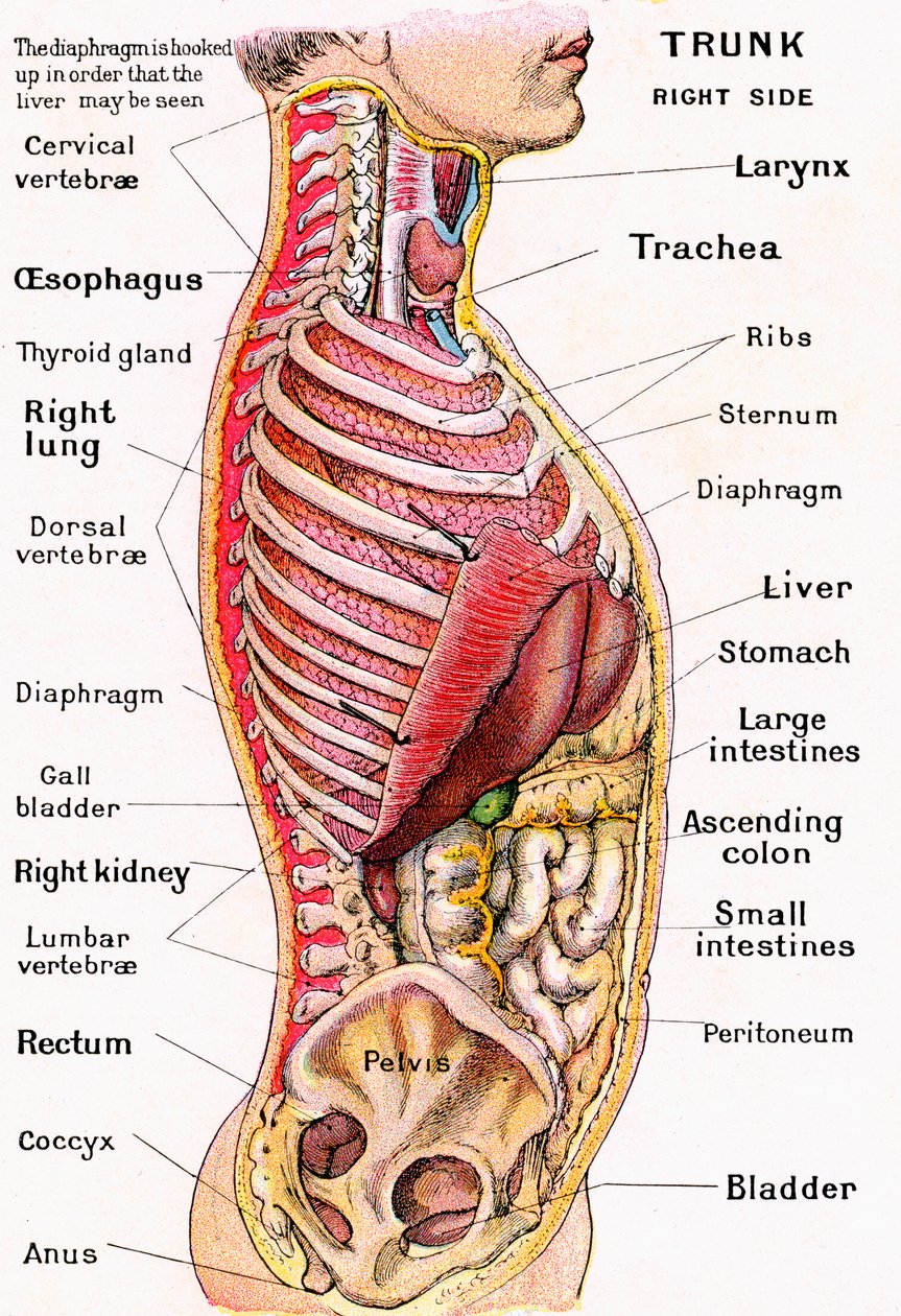 Anatomisch zicht op de menselijke torso door German School