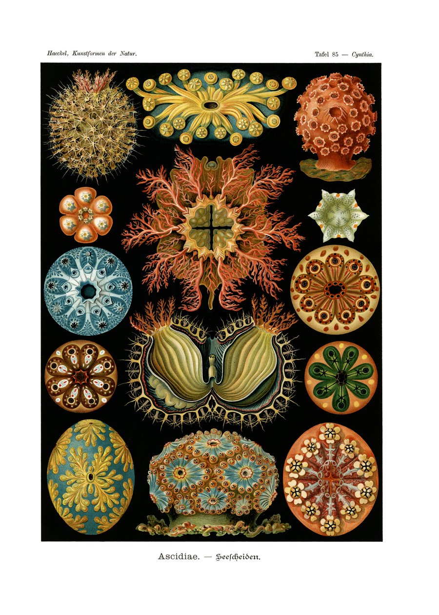 Ascidiae door German School