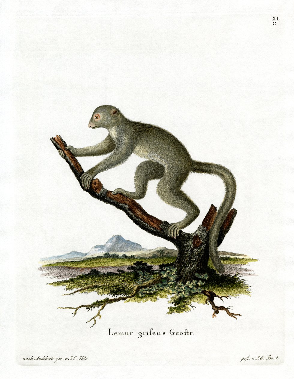 Bamboe Lemur door German School