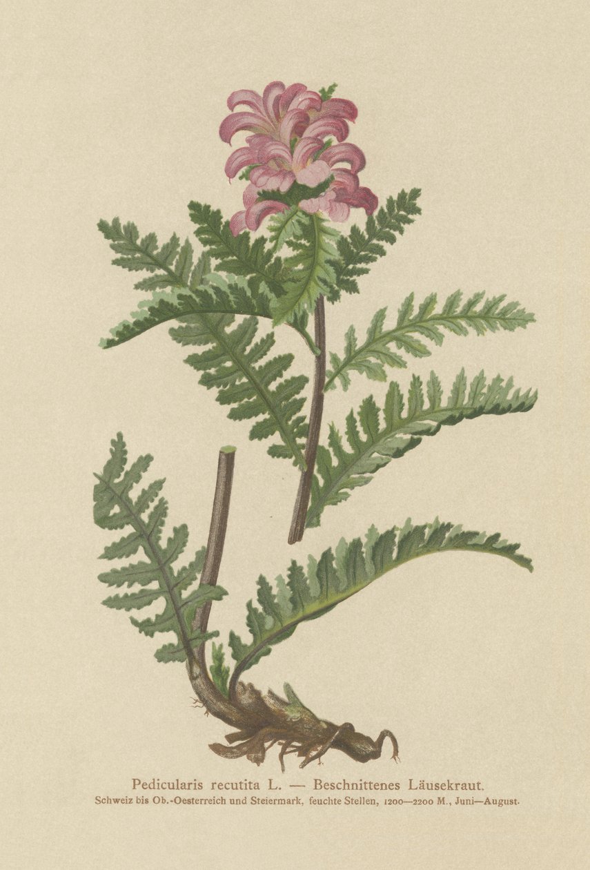 Snavelloze Rode Ratelaar (Pedicularis recutita) door German School