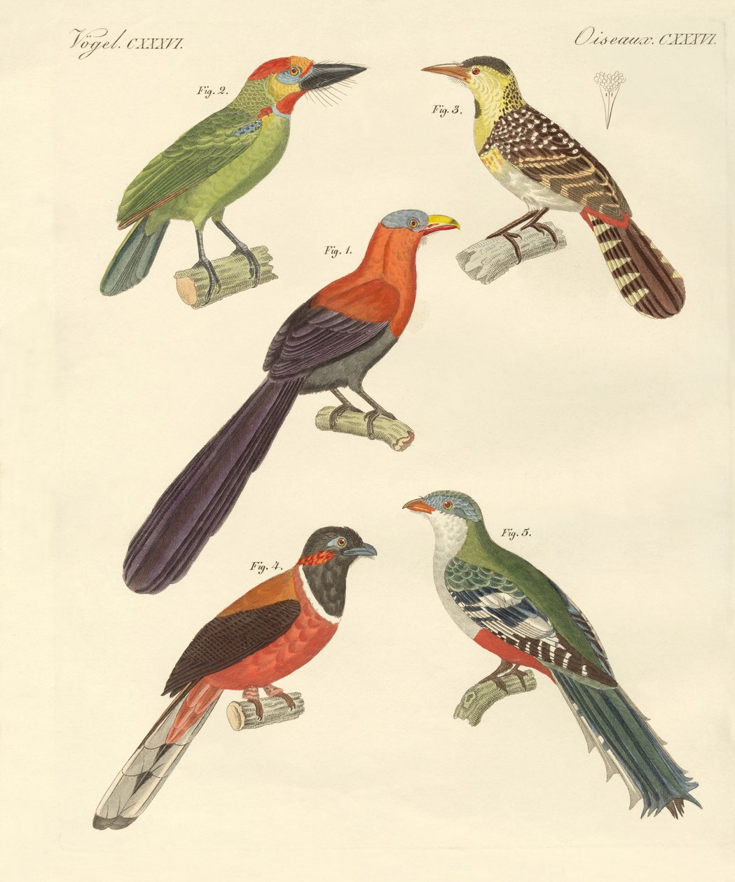 Mooie buitenlandse vogels door German School