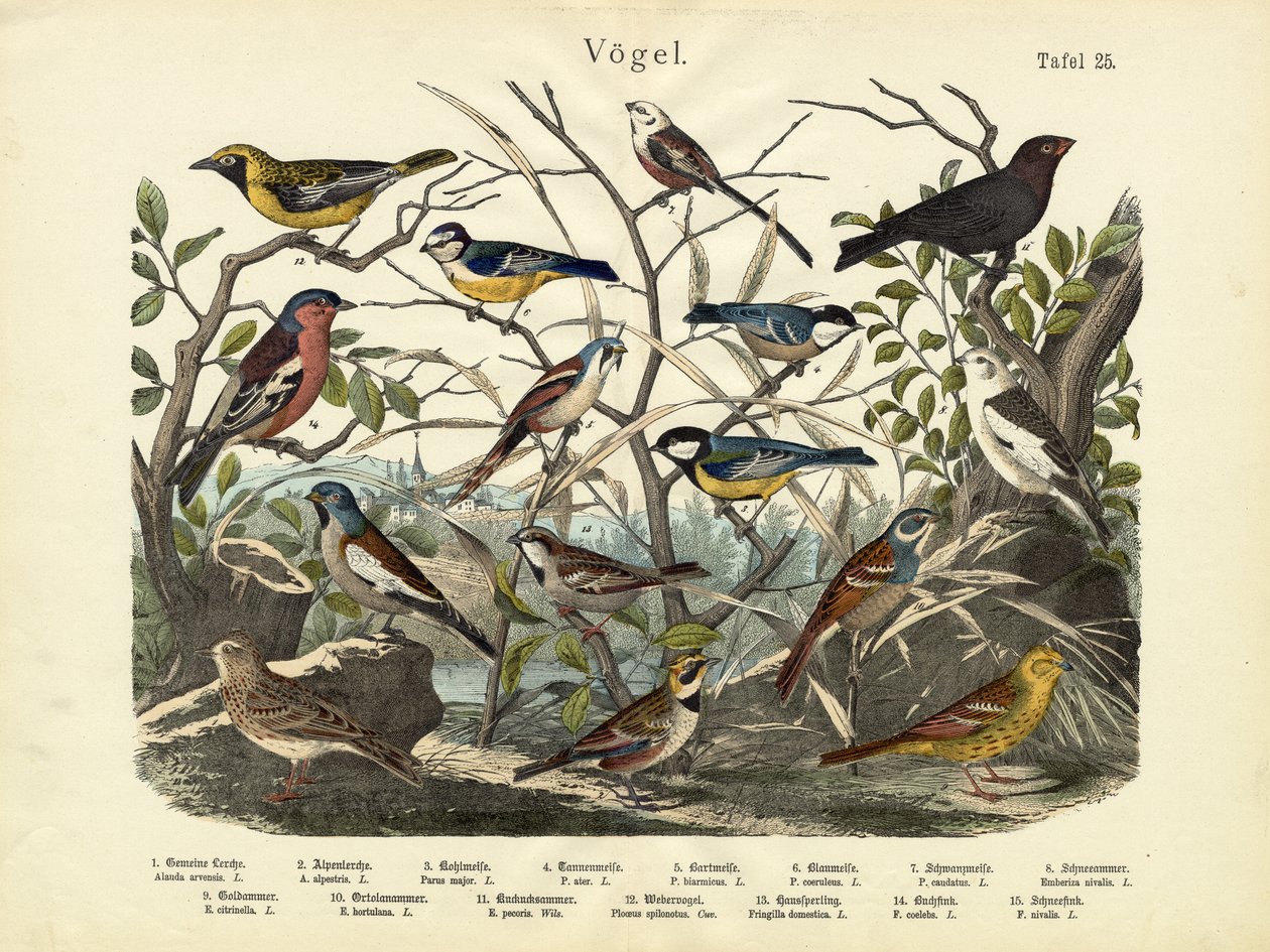Vogels, c.1860 door German School