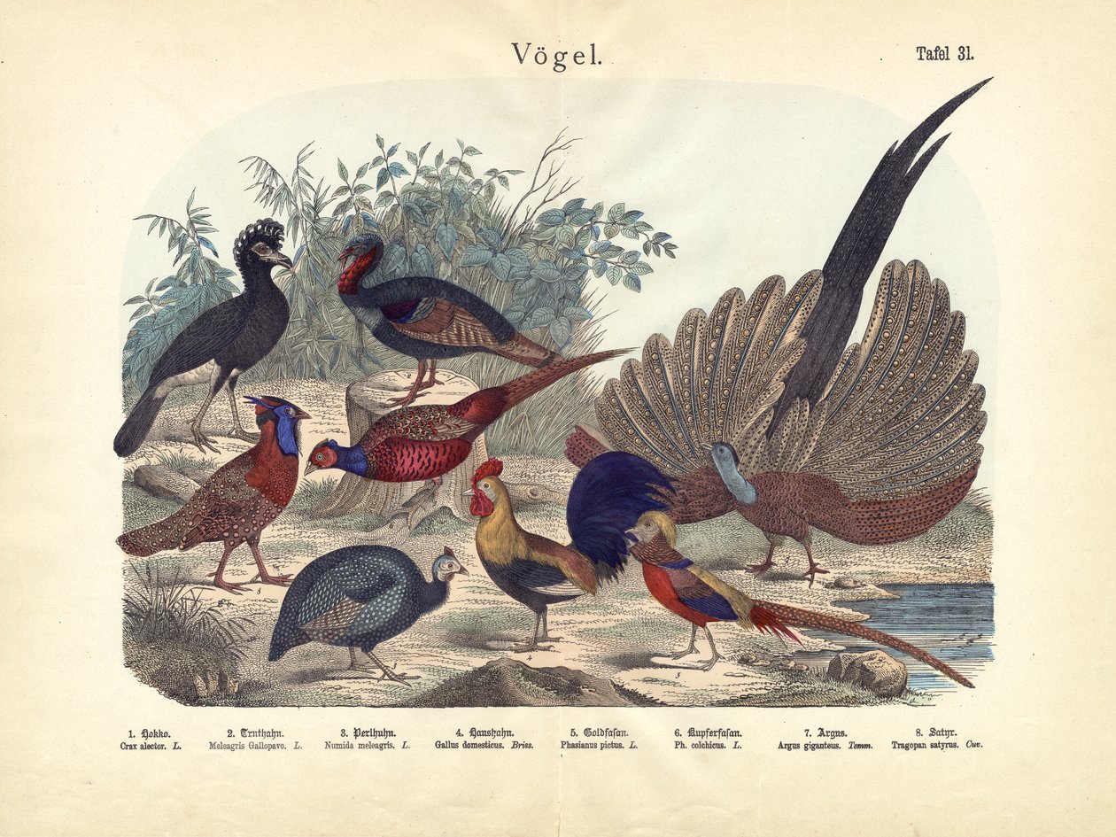 Vogels, ca. 1860 door German School