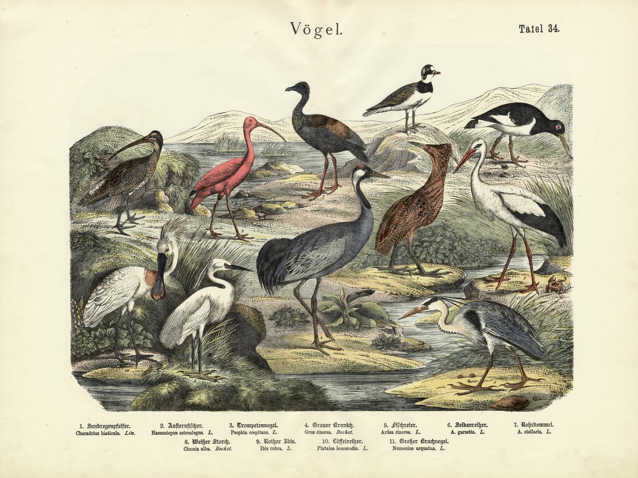 Vogels, ca. 1860 door German School