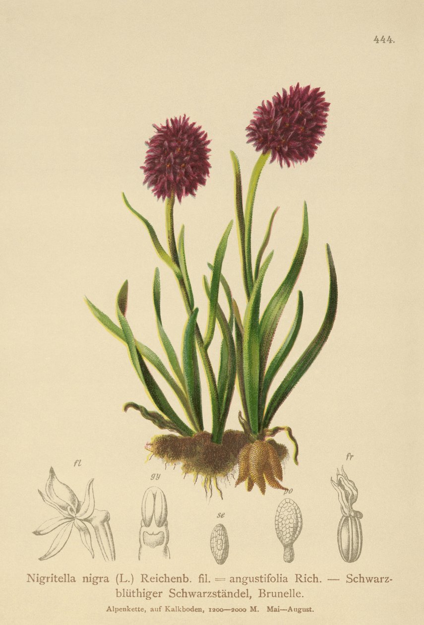Zwarte Vanille Orchidee (Nigritella nigra, Nigritella angustifolia) door German School