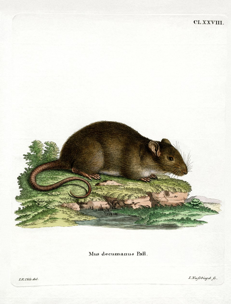 Bruine Rat door German School