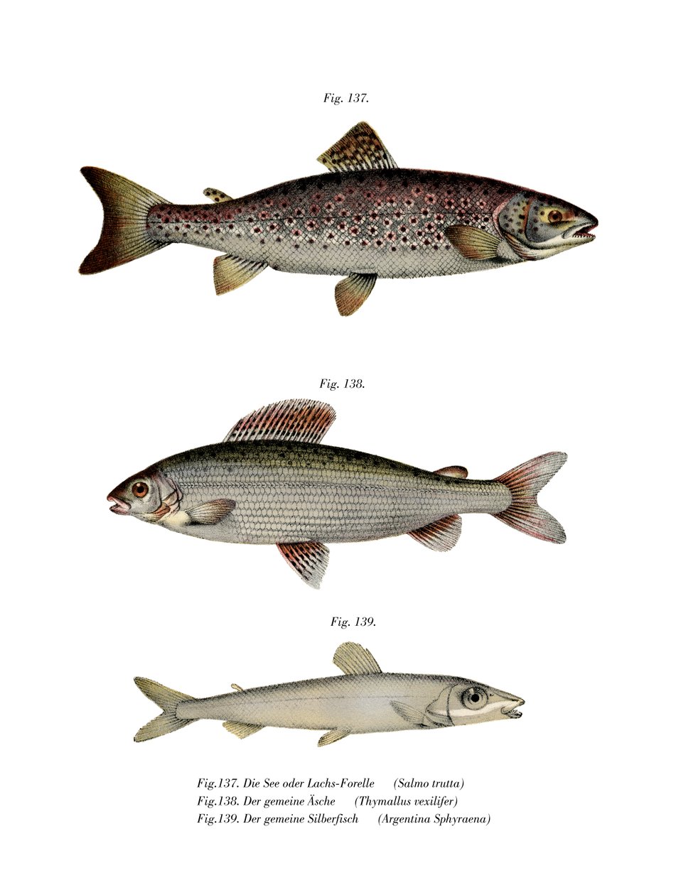 Bruine Forel (kleur litho) door German School