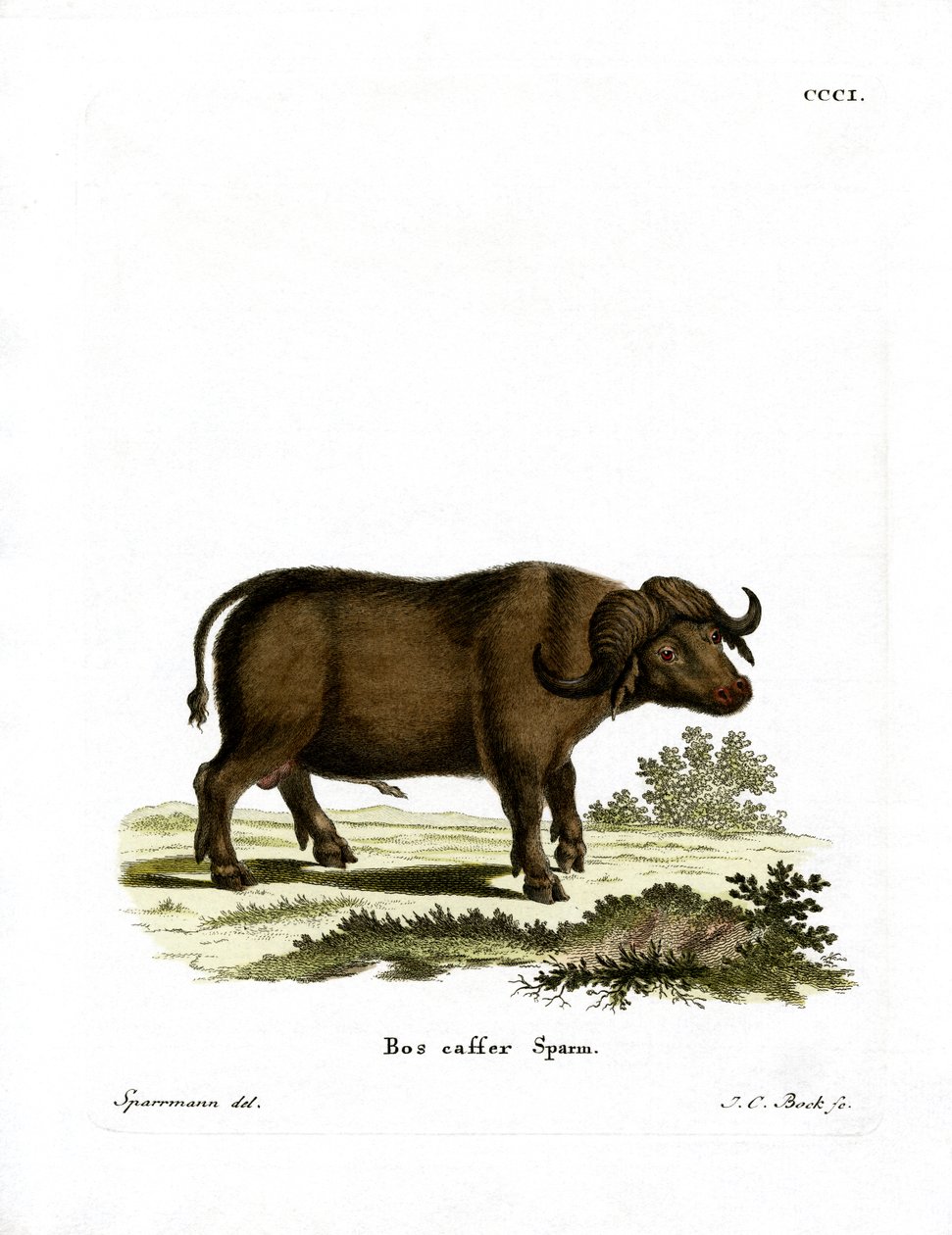 Kaapse buffel door German School