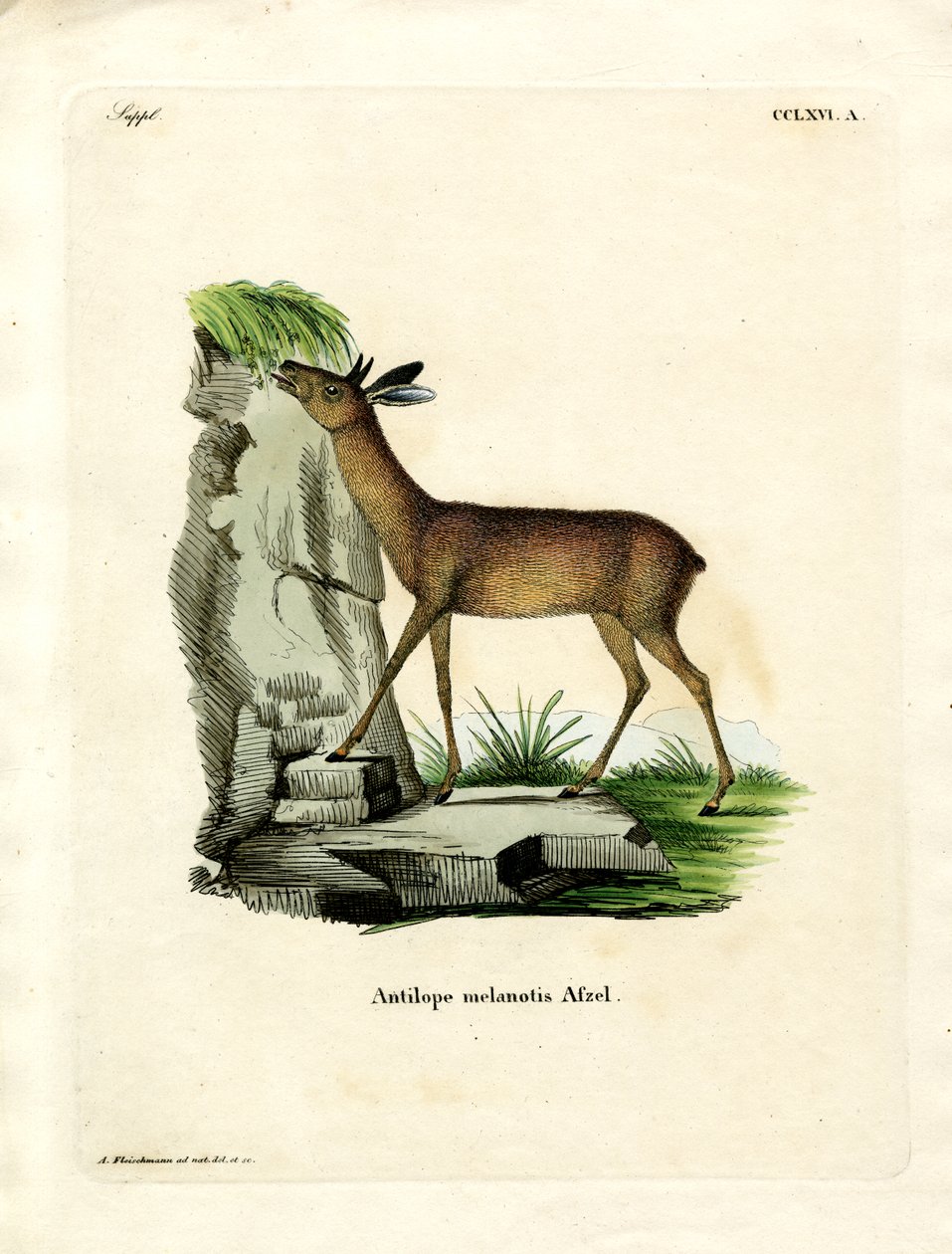 Kaapse grysbok door German School