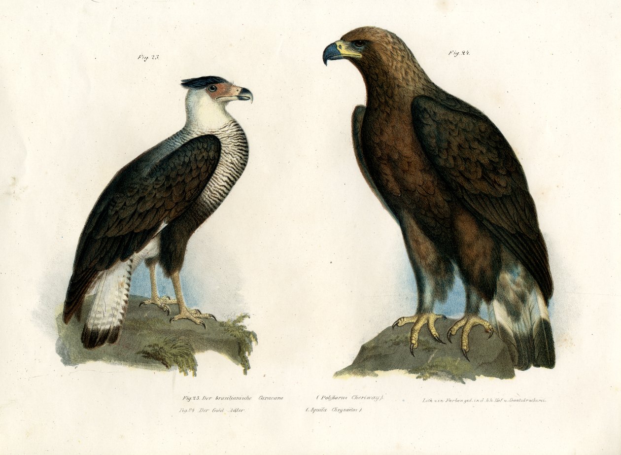 Caracara door German School