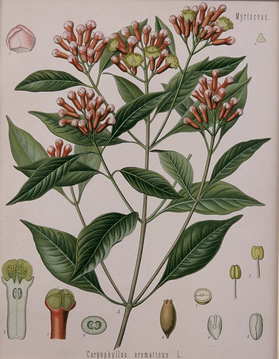 Caryophyllus Aromaticus (Kruidnagel) door German School