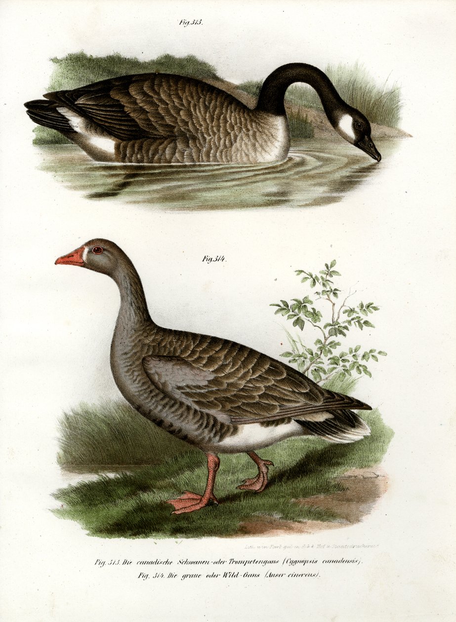 Chinese Gans, 1864 door German School