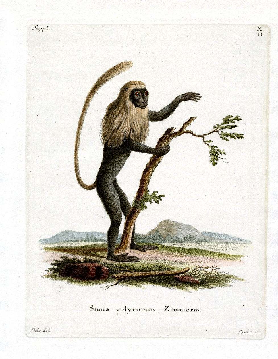 Colobus Aap door German School