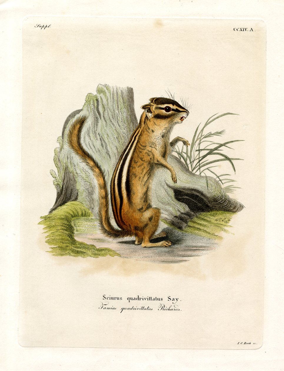 Colorado chipmunk door German School
