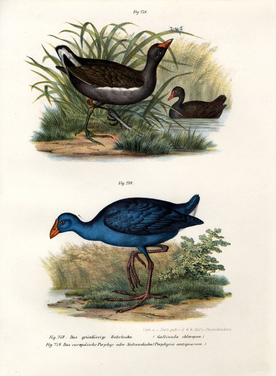 Waterhoen, 1864 door German School