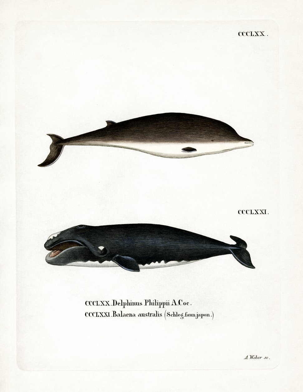 Cuvier