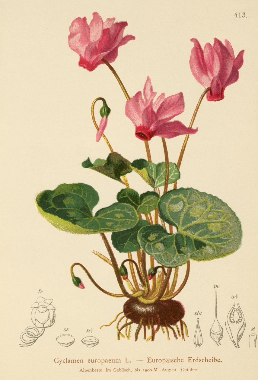 Cyclaam (Cyclamen europaeum) door German School