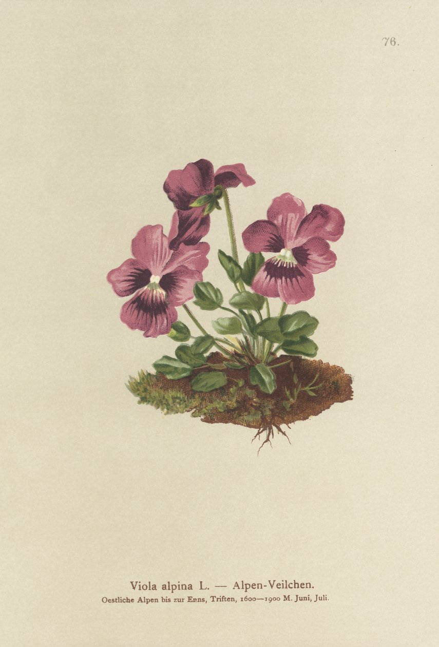 Cyclamen, Alpen Viooltje door German School