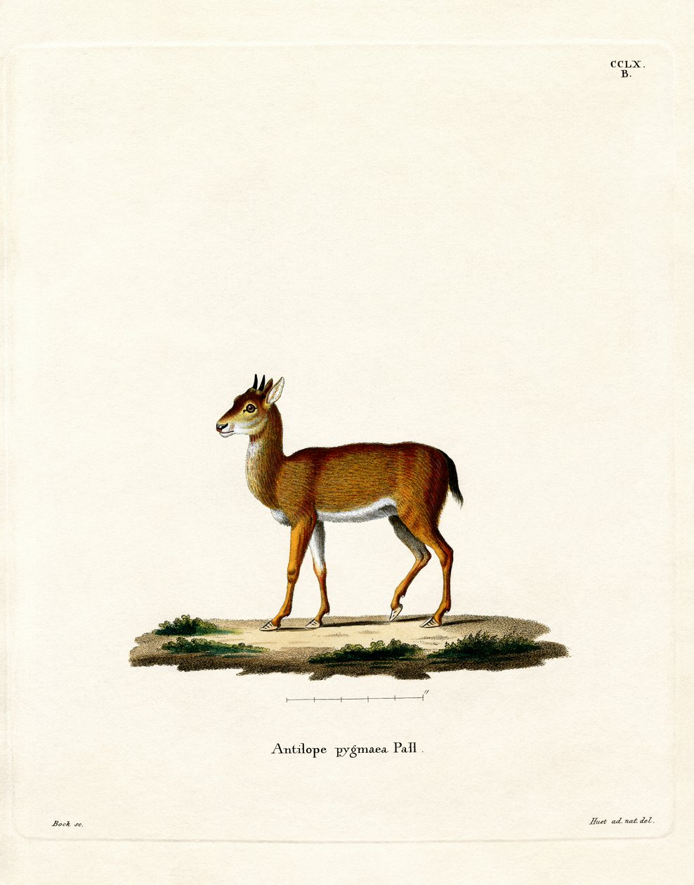 Dik-dik door German School