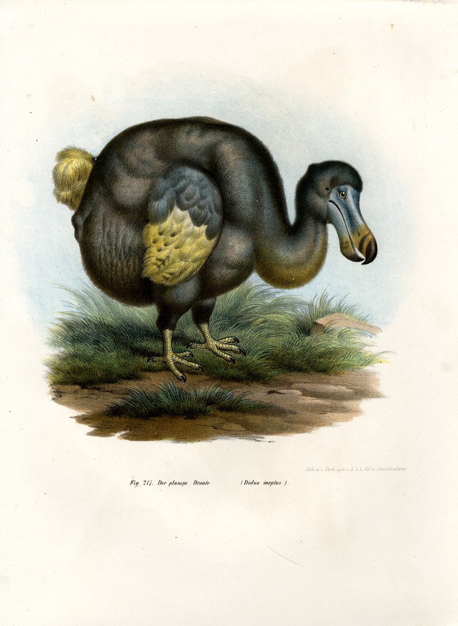 Dodo, 1864 door German School