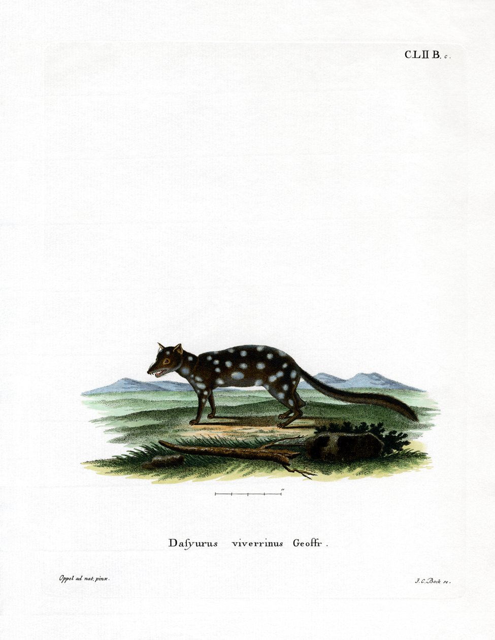 Oostelijke quoll door German School