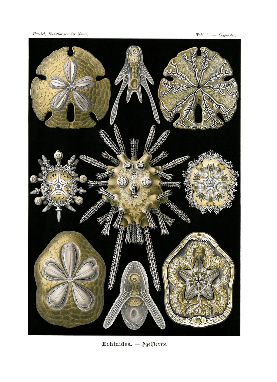 Echinidea, 1899-1904 door German School