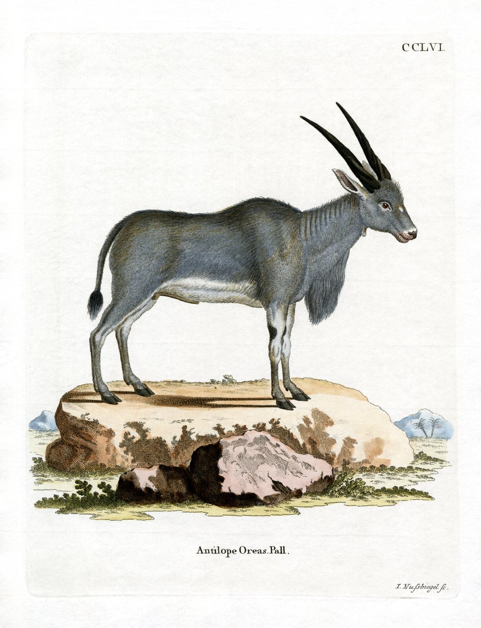 Eland antilope door German School