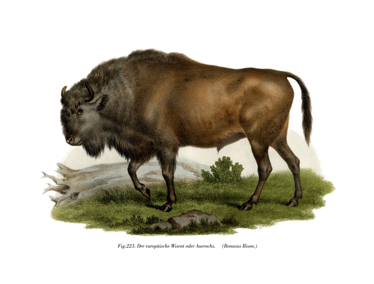 Europese Bizon, 1860 door German School